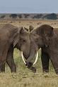 057 Kenia, Masai Mara, vechtende olifanten